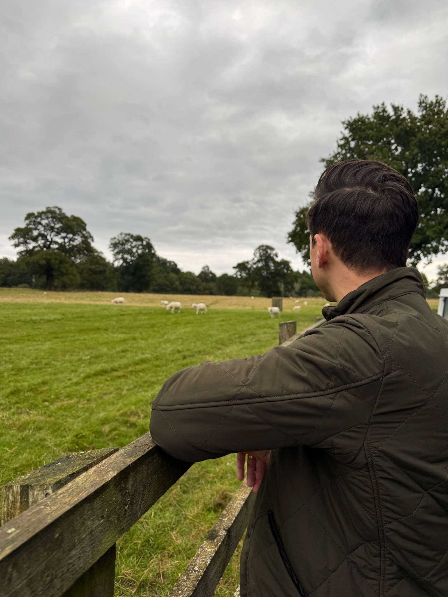 John facing a pasture with sheep
