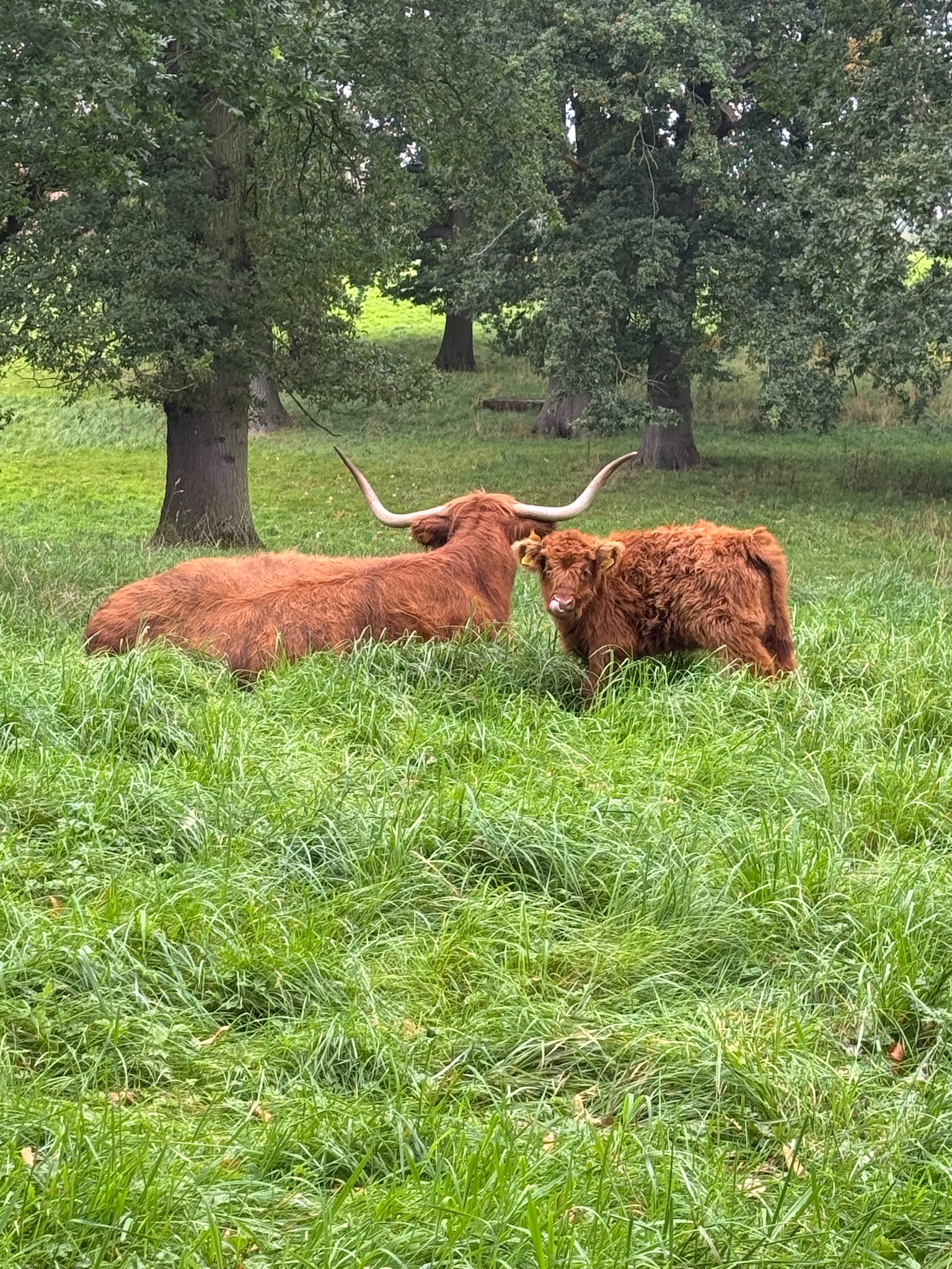 A Highland cow and her fuzzy calf in a pasture